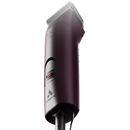 Clipper being shown from the rear